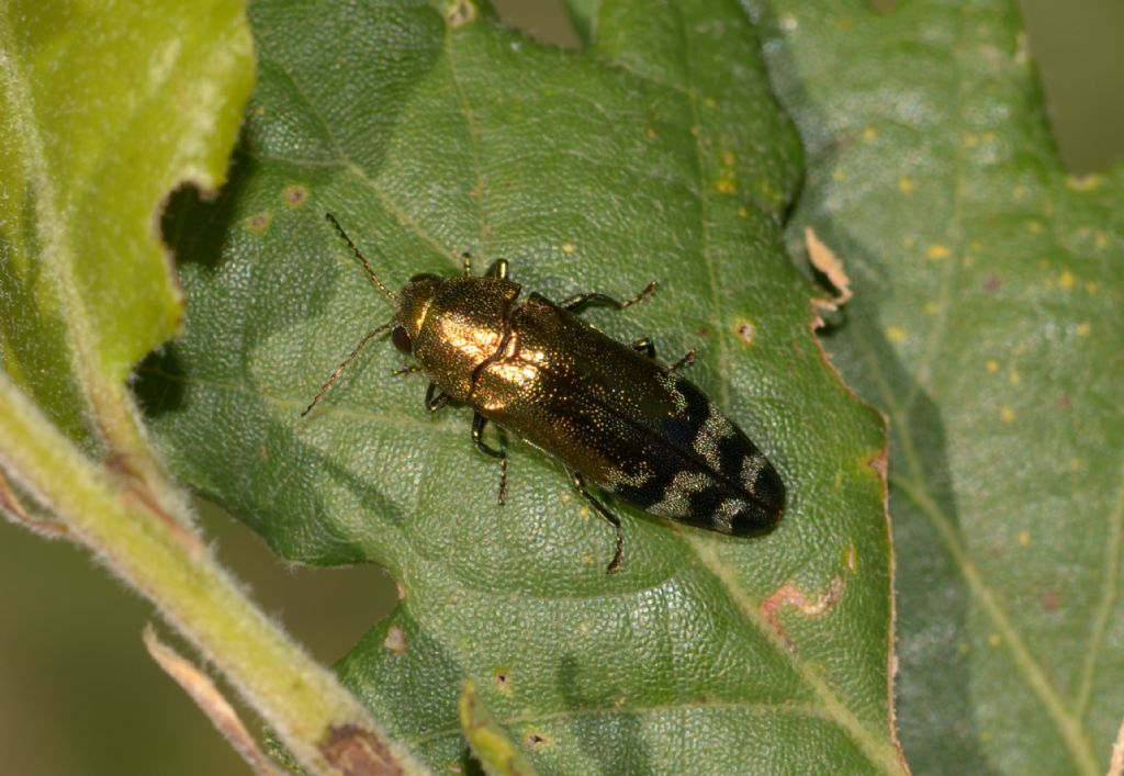 Buprestidae: Coraebus  florentinus